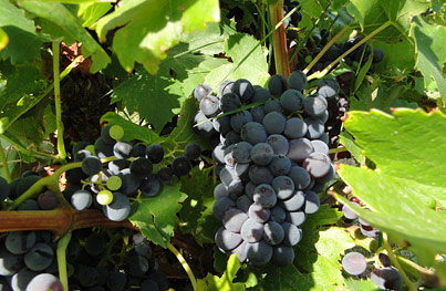 raisin vignobles châteauneuf du pape
